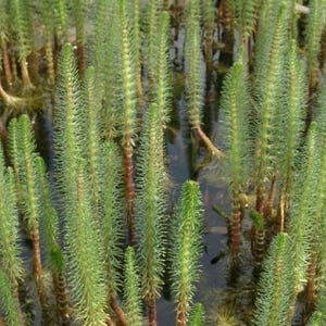May include: A close-up shot of aquatic plants with long, green, needle-like leaves. The plants have reddish-brown stems and are partially submerged in water. The image is well-lit, showing the texture and detail of the plants.