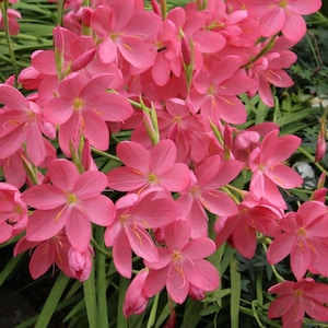 May include: A cluster of pink flowers with multiple petals, blooming in a lush green garden setting.