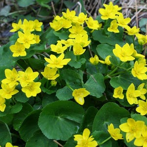 May include: A close-up of marsh marigold flowers, showcasing their vibrant yellow petals and green, rounded leaves. The flowers are in full bloom, creating a striking contrast against the surrounding foliage. The image highlights the natural beauty of the plant.