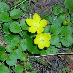 May include: Close-up of yellow flowers with five petals each, blooming amongst green leaves. The flowers are in focus, while the leaves are slightly blurred in the background.