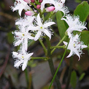 May include: A cluster of white flowers with fringed petals and pink buds on a green stem. The flowers have a star-shaped appearance.