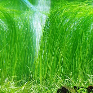 May include: A close-up of a dense patch of bright green aquatic plants. The plants are long and slender, with a soft, feathery texture. The plants are growing in a shallow body of water, and the surface of the water is visible in the background.