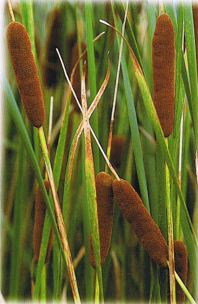 Water Reed Butimus Bulrush REEDMACE Typha LIVE Water Plants Pond Feature Reed Aquatic Bog ...