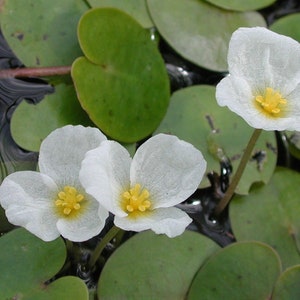 May include: Three white flowers with yellow centres bloom on green lily pads in a pond.