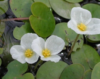 Frogbit Floating JUST DROP IN Hydrocharis lily type Water Plant, Aquatic pond