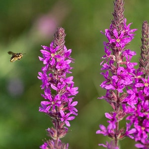 May include: A close-up shot of vivid purple flowers with small petals. A yellow and black striped insect flies nearby. The background is a soft, blurred green, creating a natural scene. The flowers are in full bloom.