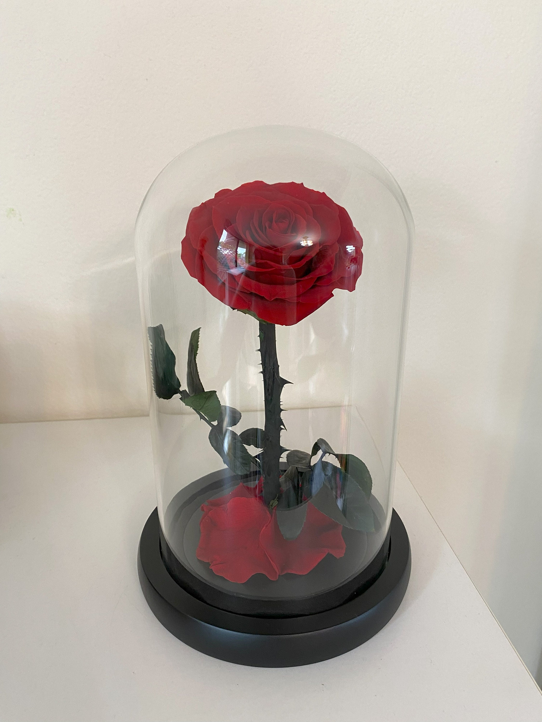 Preserved Rose in Glass Dome,valentine's Day Gift for Her,infinity Rose