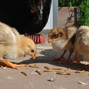 Live mealworms 100g-1000g the perfect dietary supplement for birds, reptiles, fish and small mammals image 4