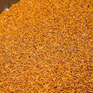 Live mealworms 100g-1000g the perfect dietary supplement for birds, reptiles, fish and small mammals image 3
