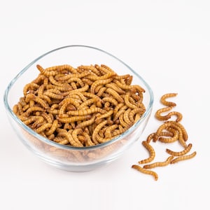 Live mealworms 100g-1000g the perfect dietary supplement for birds, reptiles, fish and small mammals image 1