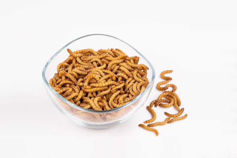 Live mealworms 100g-1000g the perfect dietary supplement for birds, reptiles, fish and small mammals image 1