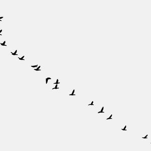 Puede incluir: Una silueta en blanco y negro de una bandada de pájaros volando en formación de V sobre un fondo blanco.