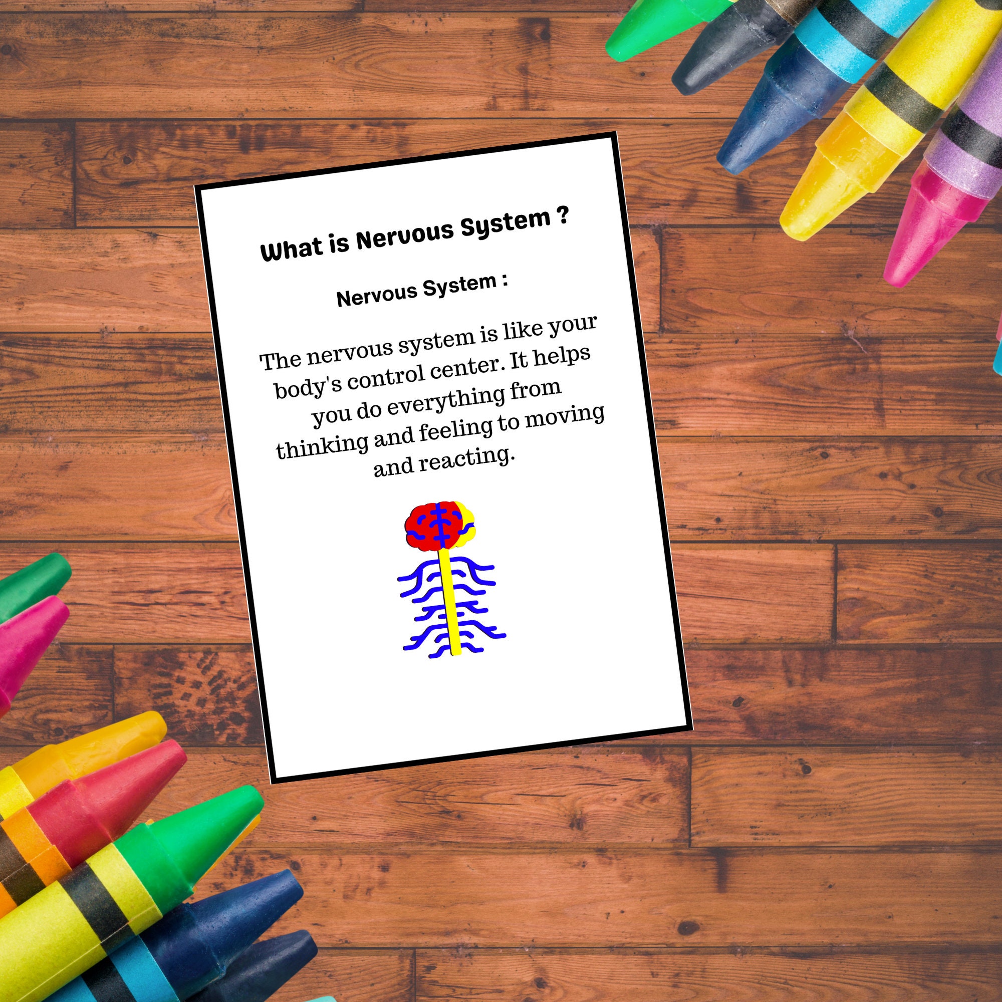 Human Nervous System Anatomy Coloring E Book for Kids Age (6-12) - Etsy