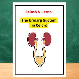 Könnte beinhalten: Eine farbige Illustration des menschlichen Harnsystems. Die Nieren sind rot, die Harnleiter sind blau, die Blase ist gelb und die Harnröhre ist gelb. Der Titel der Illustration lautet "Splash & Learn: Das Harnsystem in Farben."