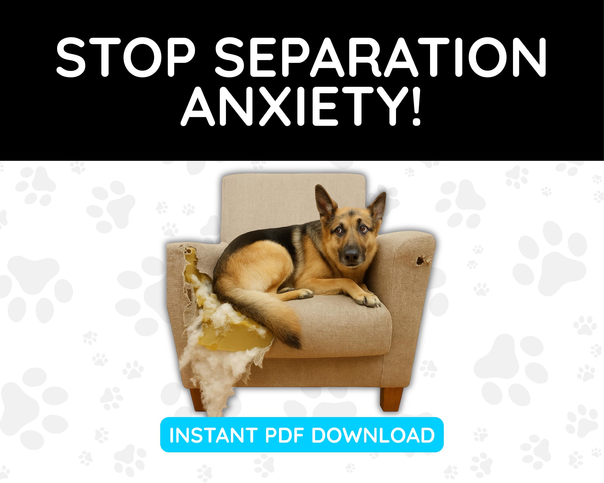 Separation Anxiety Monument Dog Training How To Stop Separation