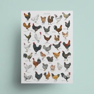 Pollos - Tabla de razas de aves de corral - Impresión de arte