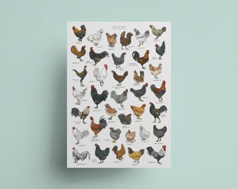 Chickens - Poultry Breeds Chart - Art Print
