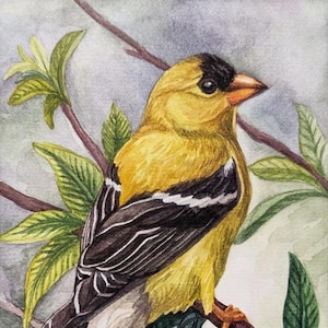 American Goldfinch Watercolor Painting: Original Bird Art (5x7in)
