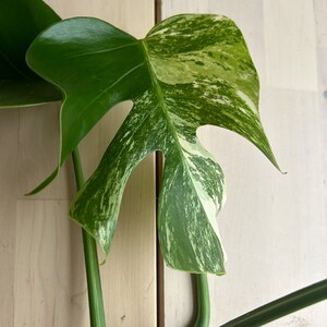monstera albo variegated top cutting 3 leaves image 4