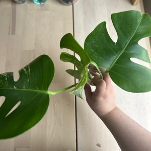 monstera albo variegated top cutting 3 leaves image 2