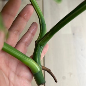 monstera albo variegated top cutting 3 leaves image 3