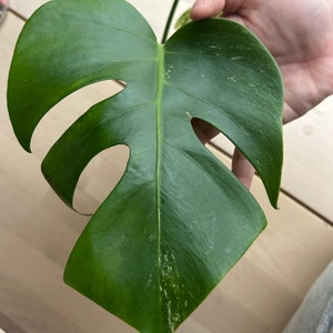 monstera albo variegated top cutting 3 leaves image 7