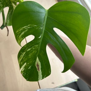 monstera albo variegated top cutting 3 leaves image 5