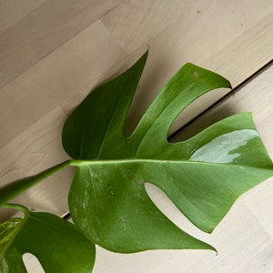 monstera albo variegated top cutting 3 leaves image 8