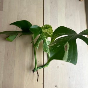 monstera albo variegated top cutting 3 leaves image 1