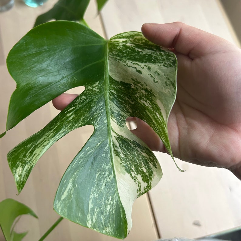 monstera albo variegated top cutting 3 leaves image 6