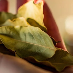 May include: Close-up of several dried bay leaves, showing their textured surfaces and varying shades of green and yellow. The leaves are held in a hand, with a soft, blurred background.