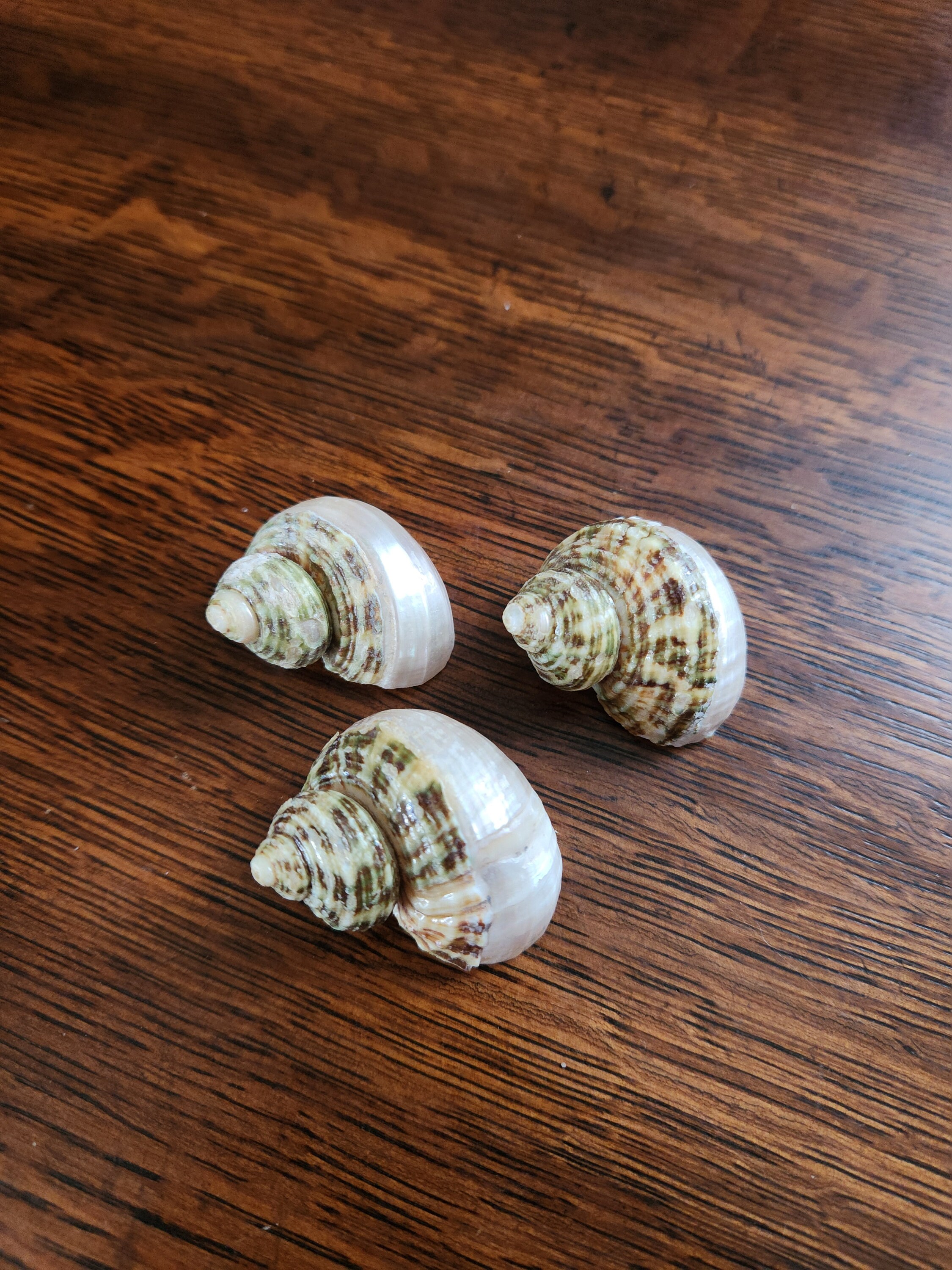 Hermit Crab Turbo Shells Etsy