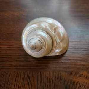 May include: A white seashell with a spiral pattern and iridescent sheen. The shell has a dark brown rim and a smooth, glossy surface.