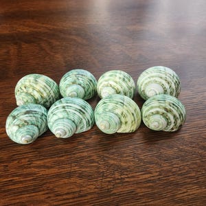 Puede incluir: Ocho conchas marinas en espiral verdes y blancas dispuestas sobre una superficie de madera oscura. Las conchas tienen un aspecto natural y orgánico con tonos verdes y blancos, mostrando sus patrones y texturas únicos. Ideal para decoración costera.