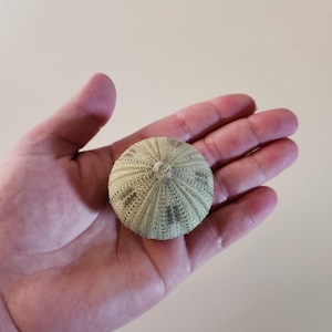 Green Sea Urchin
