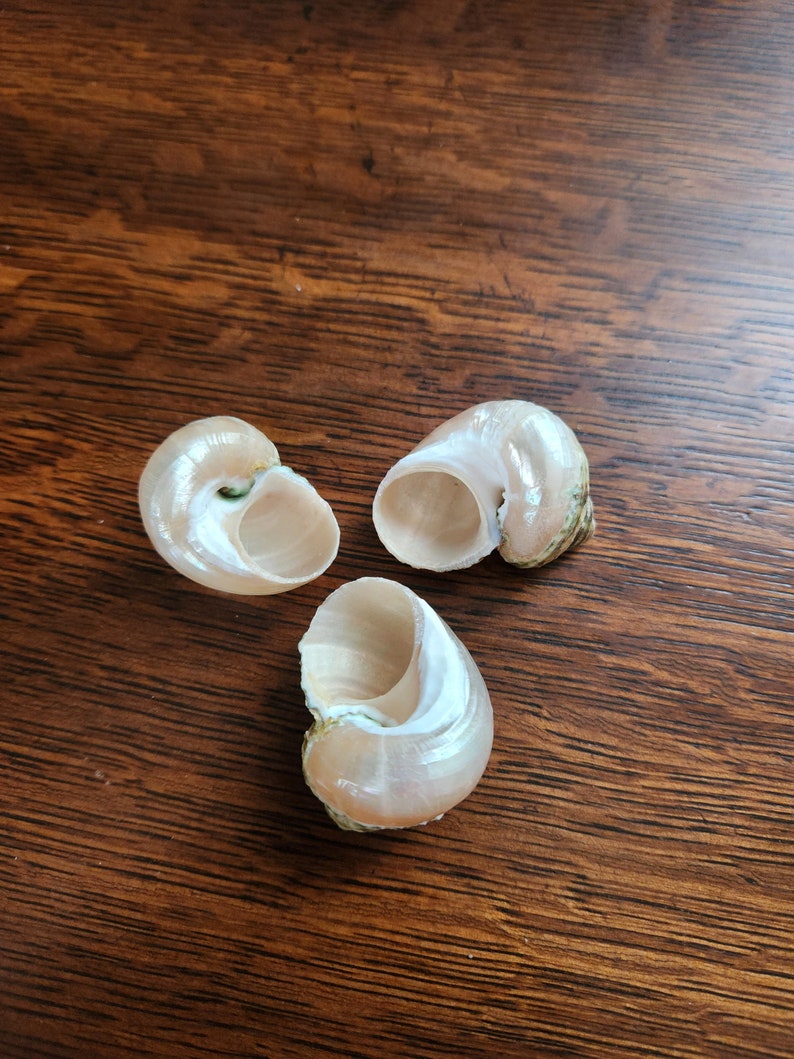 Hermit Crab Turbo Shells Etsy