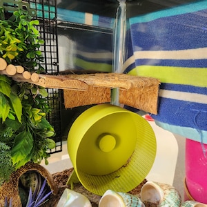Puede incluir: Un terrario con una rueda de ejercicio amarilla, una plataforma de fibra de coco y varias conchas marinas. El hábitat incluye plantas artificiales, un puente de madera y un fondo de tela a rayas azules y verdes. El sustrato parece ser arena.