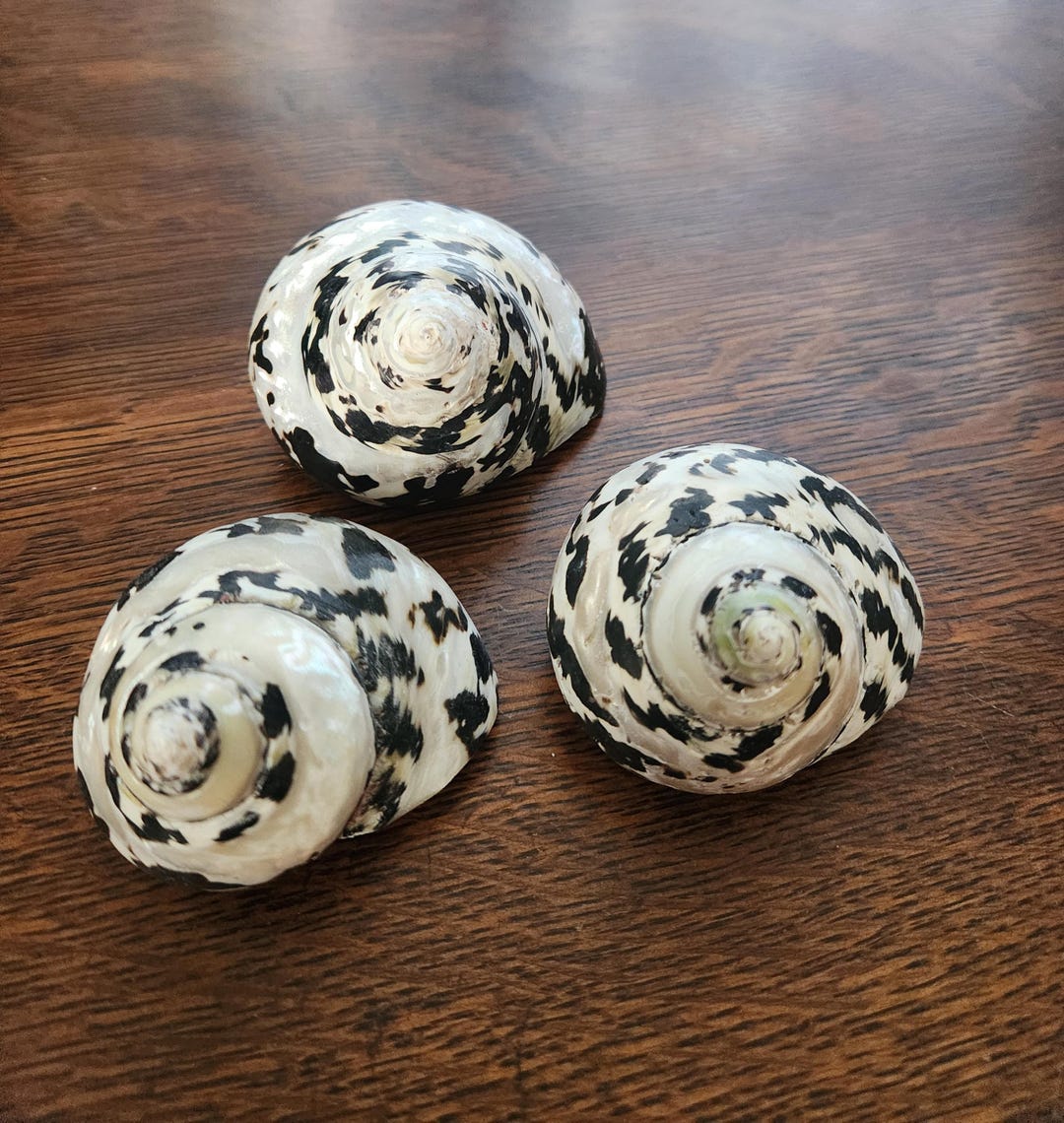 Magpie Turbo Shell - Etsy