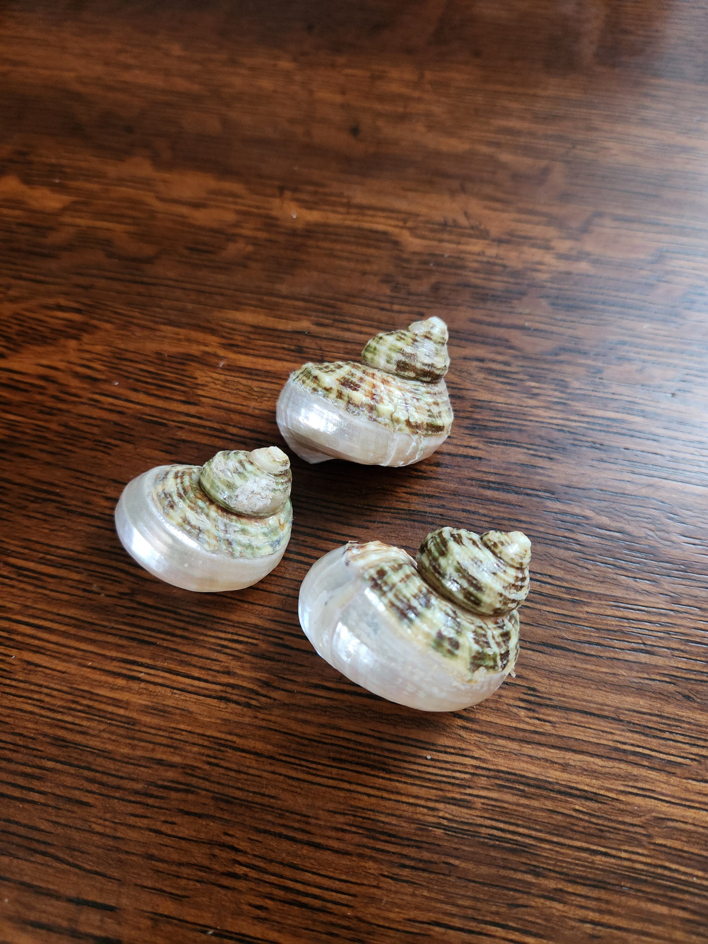 Hermit Crab Turbo Shells Etsy