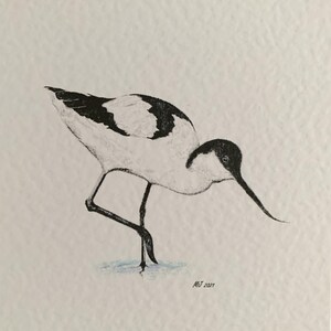 Tarjetas de felicitación - Paquete de pájaros 1 (en blanco por dentro)