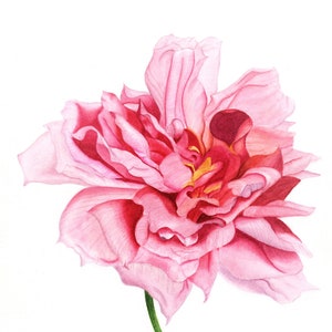 Handmade botanical watercolor of a pink rose, 21x30 cm, 8x12 inches, not framed