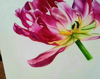 Handmade botanical watercolor of a pink tulip, 29.5x 29.5 cm, 11,6x11,6 inches, not framed