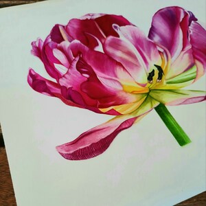 Handmade botanical watercolor of a pink tulip, 29.5x 29.5 cm, 11,6x11,6 inches, not framed
