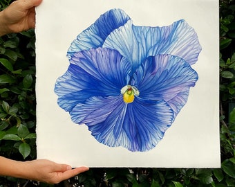 Handmade original botanical watercolor of a pansy (Viola x Wittrockiana), 40 x 40 cm., 16x16 inches, Arches paper, 640 gr., not framed