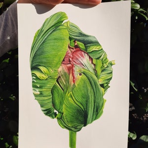 Rococò parrot tulip green bud (handmade original botanical watercolor painting), 25x35 cm., 10x14 inches,  Arches paper, 640 gr.