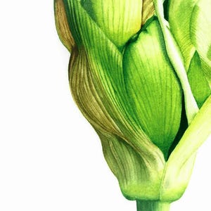 Green amaryllis bud (handmade watercolor painting) 28 x 28 cm, 11x11 inches