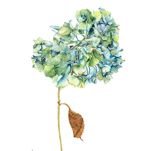 Handmade botanical watercolor of a Blue Hydrangea (original painting), 30x40 cm, 12x16 inches, not framed