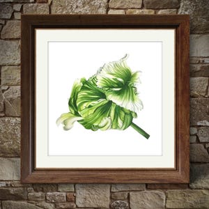 Handmade original botanical watercolor of a parrot tulip bud, 40x40 cm., 16x16 inches,  Arches paper, 640 gr.