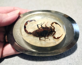 Hebilla de cinturón vintage con un auténtico escorpión encapsulado en lucita transparente.