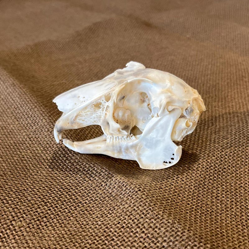 Brush Rabbit Skull Real Rabbit Skull - Etsy